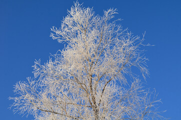 Plants covered with snow, Omsk region, Russia