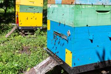 Fototapeta na wymiar Bees fly into the hive on a sunny day