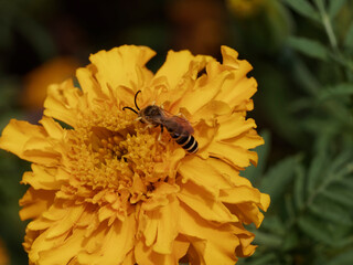 Halictus scabiosae or great banded furrow-bee male with yellowish ring-like bands on tergite and elongated black antennae feeding on nectar and pollen