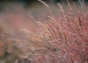 Landscape photography with wild pinkish dried grass, growing on a meadow at summer day