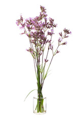 Viscaria vulgaris  ( sticky catchfly or clammy campion) in a glass vessel on a white background
