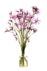 Silene flos-cuculi  ( ragged-robin) in a glass vessel on a white background