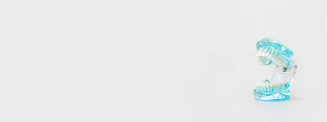 Dentistry concept. Dental care tools. Dentists use plastic blue model of natural human teeth at right isolated on white, clean blur background. Mouth opened. Extra wide banner with copyspace.