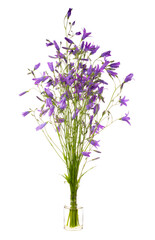 Campanula patula (spreading bellflower) in a glass vessel on a white background