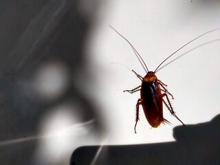 Cockroachs Blattodea Dirty Pests