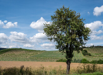 Weinanbaugebiet an der Saale 