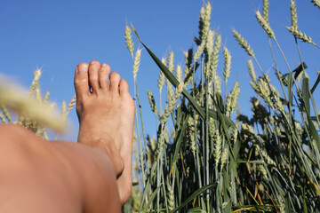 Beautiful view of lying in a field with wheat and a view of the blue sky in summer