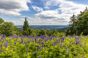 Fernsicht im Sauerland mit blauem Himmel wei&szlig;en Wolken B&auml;umen und Blumen
