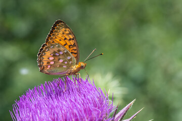 Nymphalidae / Güzel İnci / / Argynnis aglaja