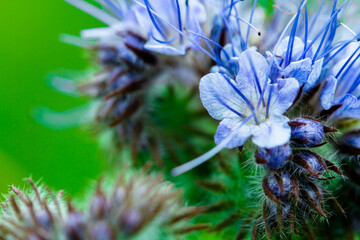 Macro sur une fleur bleue de chardon en plein &eacute;t&eacute;