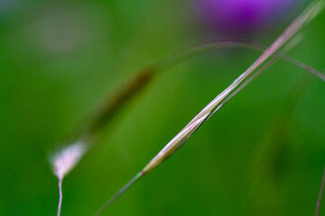 Macro sur un épi de gazon en plein été . image décorative