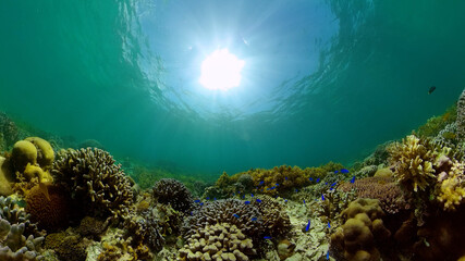 Sea coral reef. Underwater Tropical Sea Seascape. Tropical fish reef marine. Philippines.