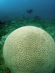 scuba diver , caribbean sea , cepe venezuela