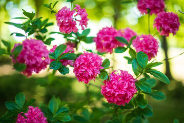 Pink rhododendron flowers in evening light, Cirava, Latvia. 