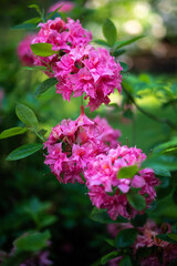 Pink rhododendron flowers in evening light, Cirava, Latvia. 