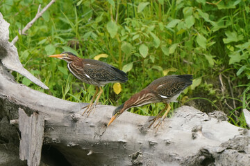 Green heron Juveniles in woods by river bank in bright summer day