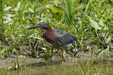 Green heron Juveniles in woods by river bank in bright summer day