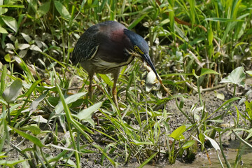 Green heron Juveniles in woods by river bank in bright summer day