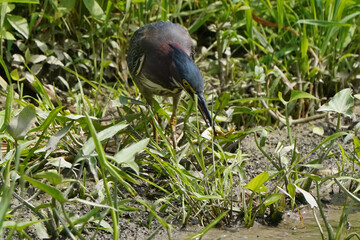 Green heron Juveniles in woods by river bank in bright summer day