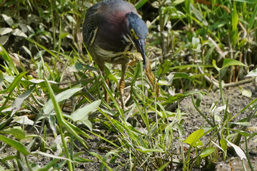 Green heron Juveniles in woods by river bank in bright summer day