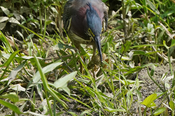Green heron Juveniles in woods by river bank in bright summer day