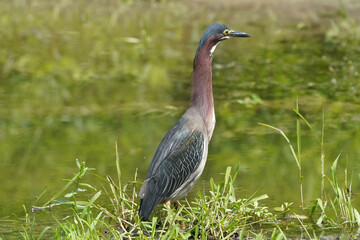 Green heron Juveniles in woods by river bank in bright summer day