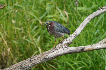 Green heron Juveniles in woods by river bank in bright summer day