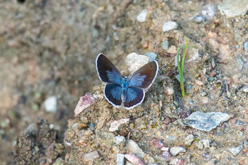 Lycaenidae / Anadolu Turan Mavisi / Odd-spot Blue / Turanana endymion