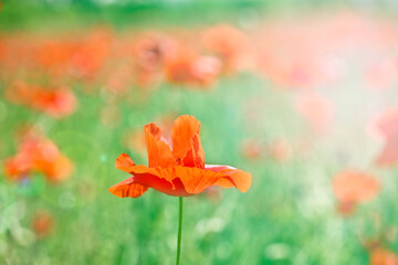 Large buds of red poppies in spring. Poppy field. Scarlet flowers in the meadow close-up.