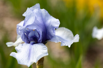 macro sur une iris blanche bleue et violette
