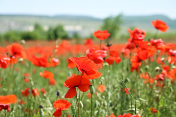 Poppy field. Scarlet flowers in the meadow. Large buds of red poppies.