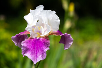 Macro sur une iris rose et blanche