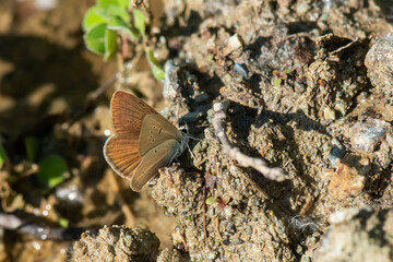 Lycaenidae / Ripart`ın Anormal Çokgözlüsü / / Polyommatus ripartii