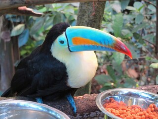 toucan