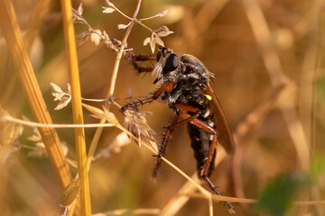 Robber-fly close up