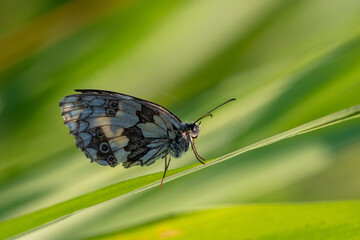 The marbled white butterfly close up