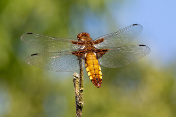 Broad-bodied chaser dragonfly  (female) close up