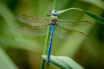 Emperor Dragonfly - Powered by Adobe