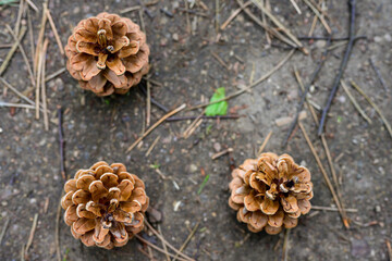 Photo three pine cones lying on the ground