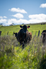 Beef cows and calves grazing on grass in Australia