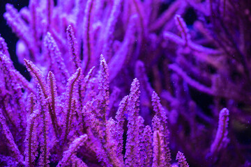 Pretty nice anemones in sea coral reef aquarium macro nature 