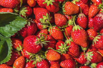 Strawberry with sunny light. Fresh organic berries macro. Fruit background