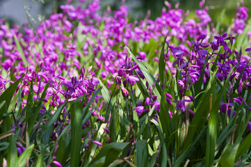 Fototapeta premium The name of these flowers is 