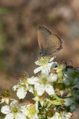 Lycaenidae / Büyük Sevbeni / / Satyrium ilicis