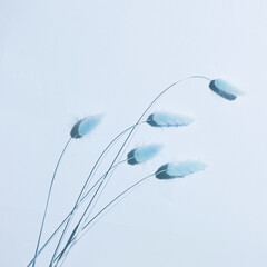 spikelets on a light blue background. square minimalistic art still life