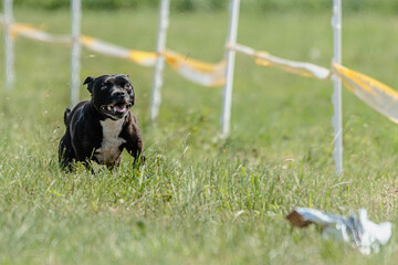 Staffordshire Bull Terrier dog running in the field on competition