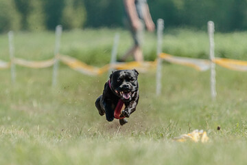 Staffordshire Bull Terrier dog running in the field on competition