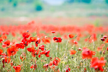 Poppy field. Scarlet flowers in the meadow. Large buds of red poppies on a sunny day.