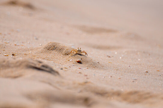 Tiny orange Galeodes sun spider walking on sand filled with small sea stones