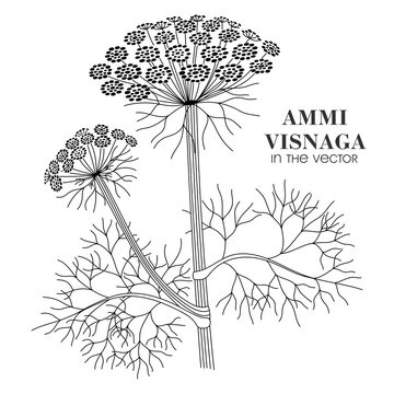 MEDICINAL PLANT AMMI VISNAGA ON A WHITE BACKGROUND IN VECTOR